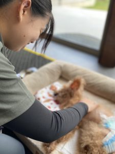 ペット介護についてのお話と相談会