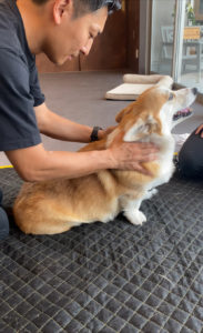 メディセルDOG整体