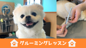 ４月グルーミングレッスン受付スタート✂